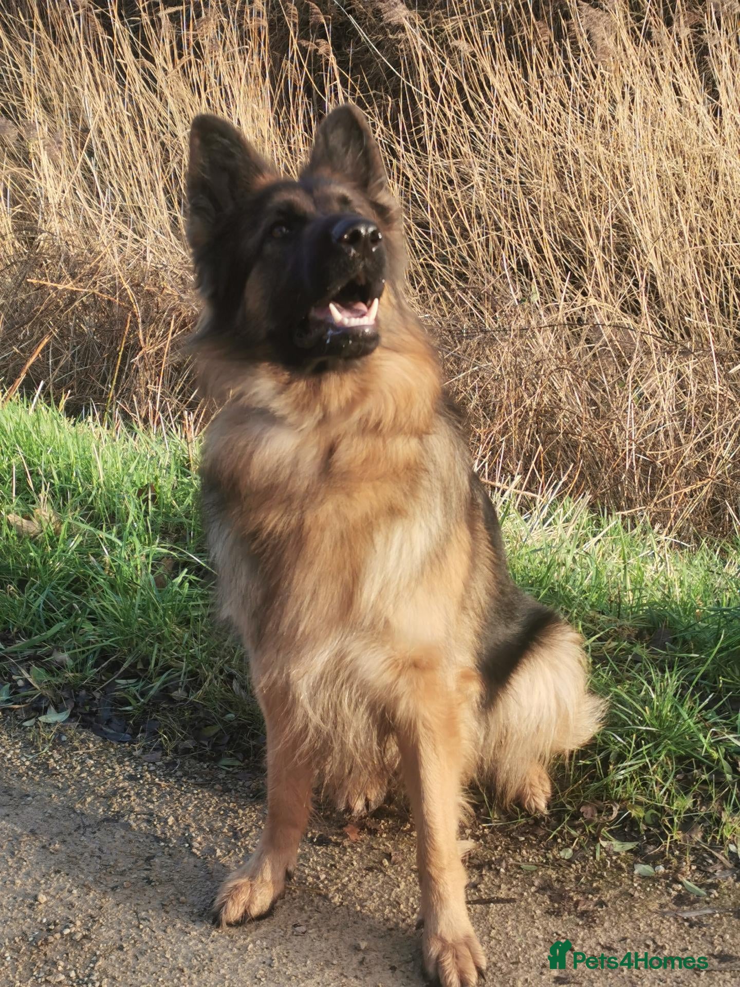 German Shepherd dogs LONG HAIRED GERMAN SHEPHERD PUPPY'S  - Advert 5