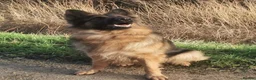 German Shepherd dogs for sale: LONG HAIRED GERMAN SHEPHERD PUPPY'S  - Advert 1