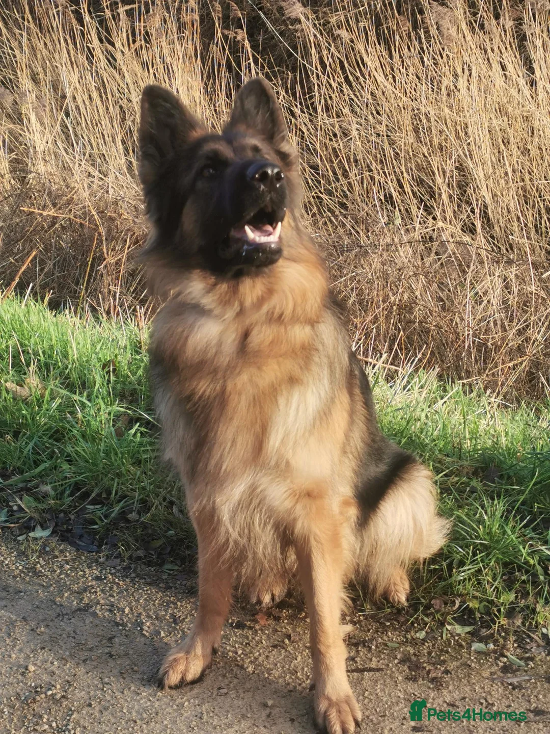 German Shepherd dogs for sale: LONG HAIRED GERMAN SHEPHERD PUPPY'S  - Advert 1