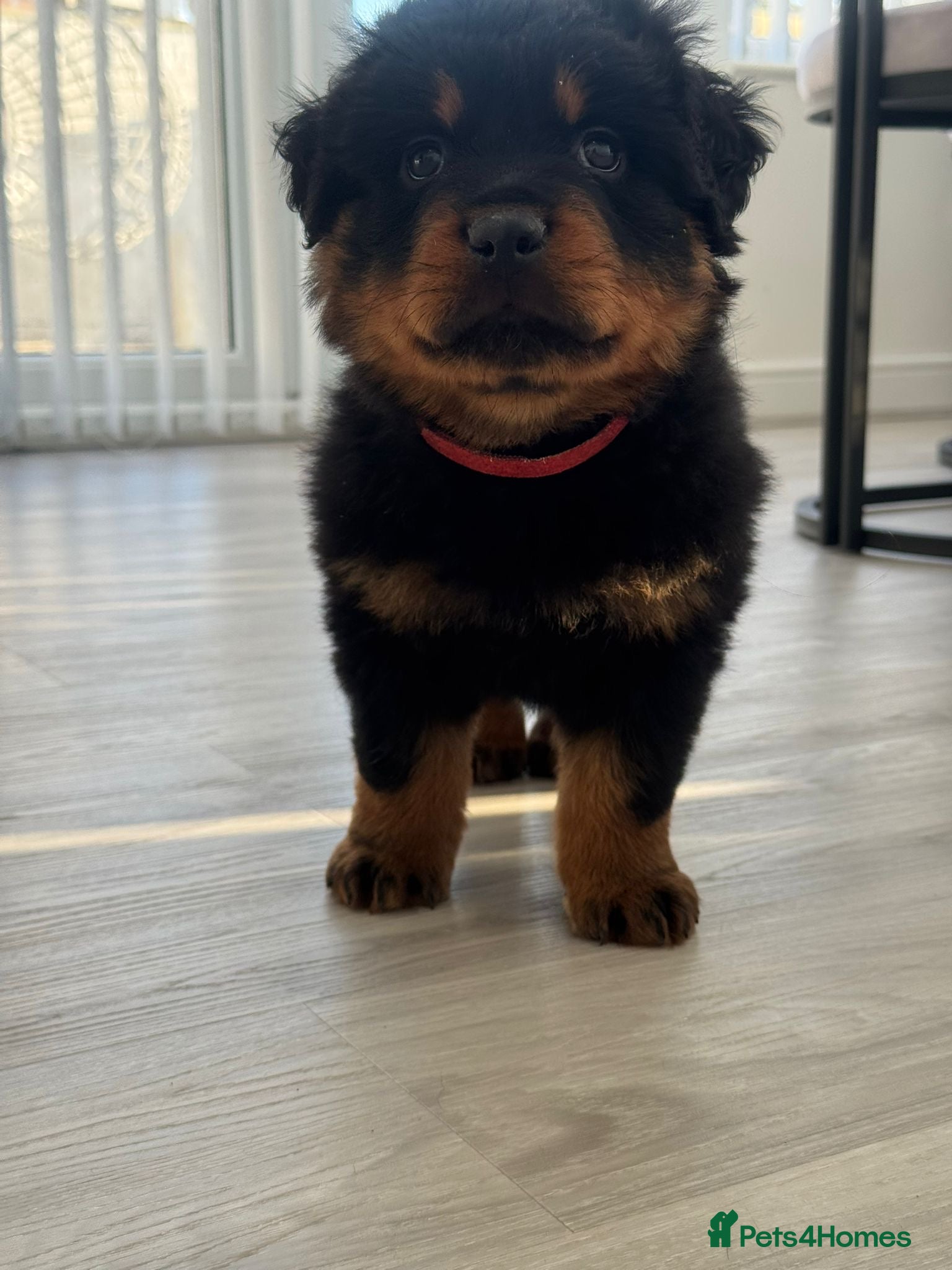 Rottweiler dogs Pick of Litter Male Puppy  - Advert 16