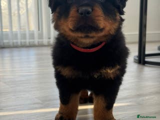 Rottweiler dogs Pick of Litter Male Puppy - Advert 16