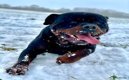 Rottweiler dogs for sale: KC Registered German Rottweiler Puppies - Image 14