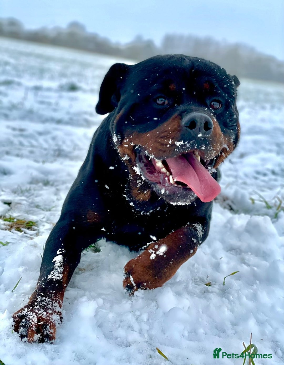 Rottweiler dogs for sale: KC Registered German Rottweiler Puppies - Image 14