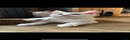 Maine Coon cats for sale: 3 stunning Maine coon kittens  - Advert 6