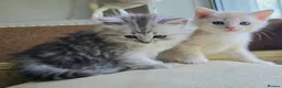 Mixed Breed cats for sale: Gorgeous Mix British short hair / toyger kittens - Advert 22