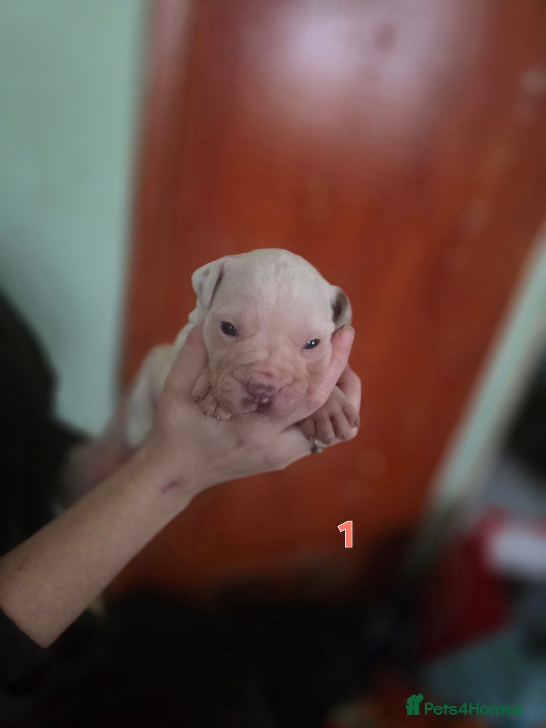 American Bully dogs for sale: Standard American bullys - Advert 9