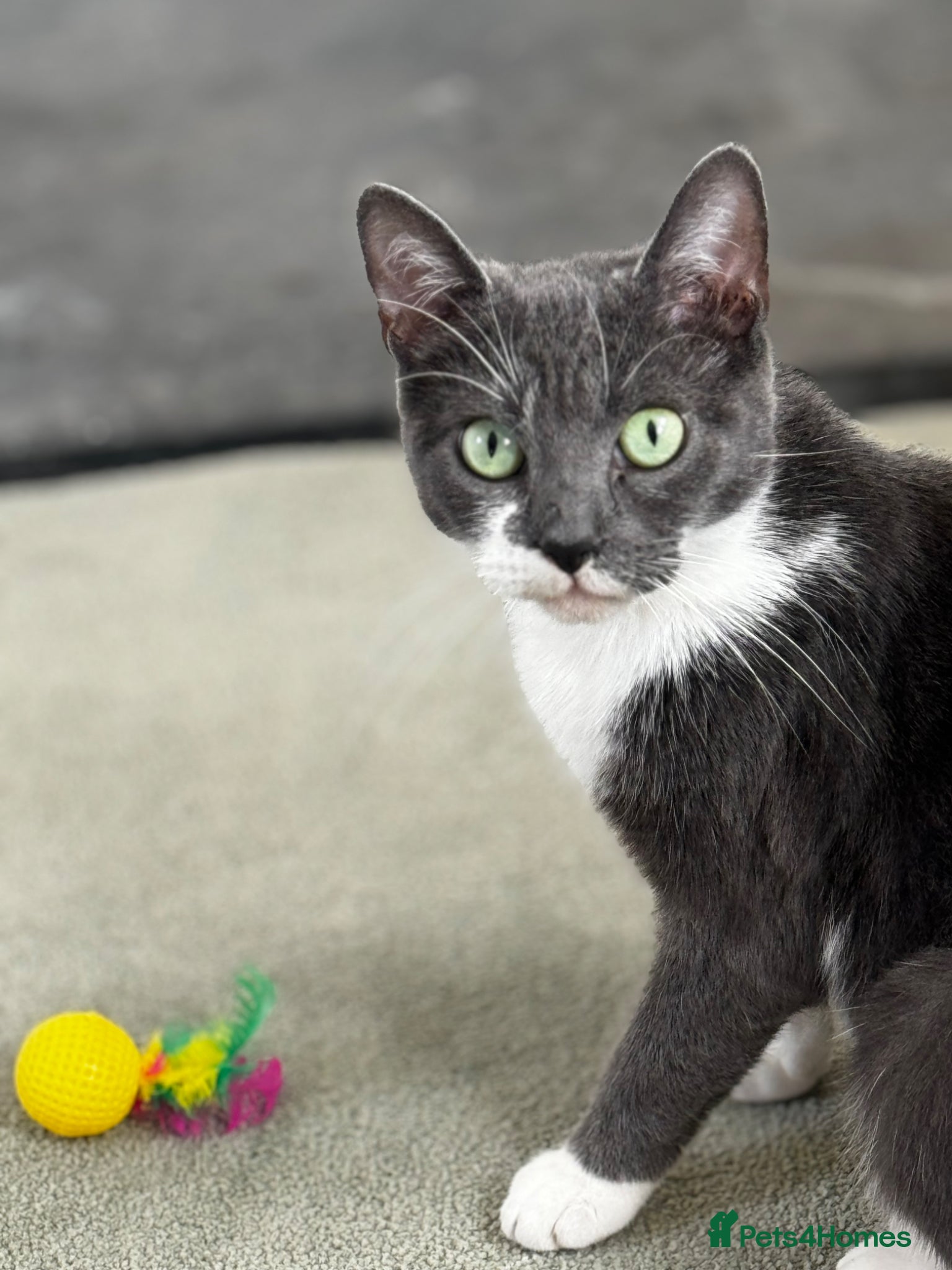 Mixed Breed cats One beautiful Male kitten  - Advert 7