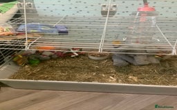 Guinea Pig rodents for sale: One female Guinea pig for sale - Image 6