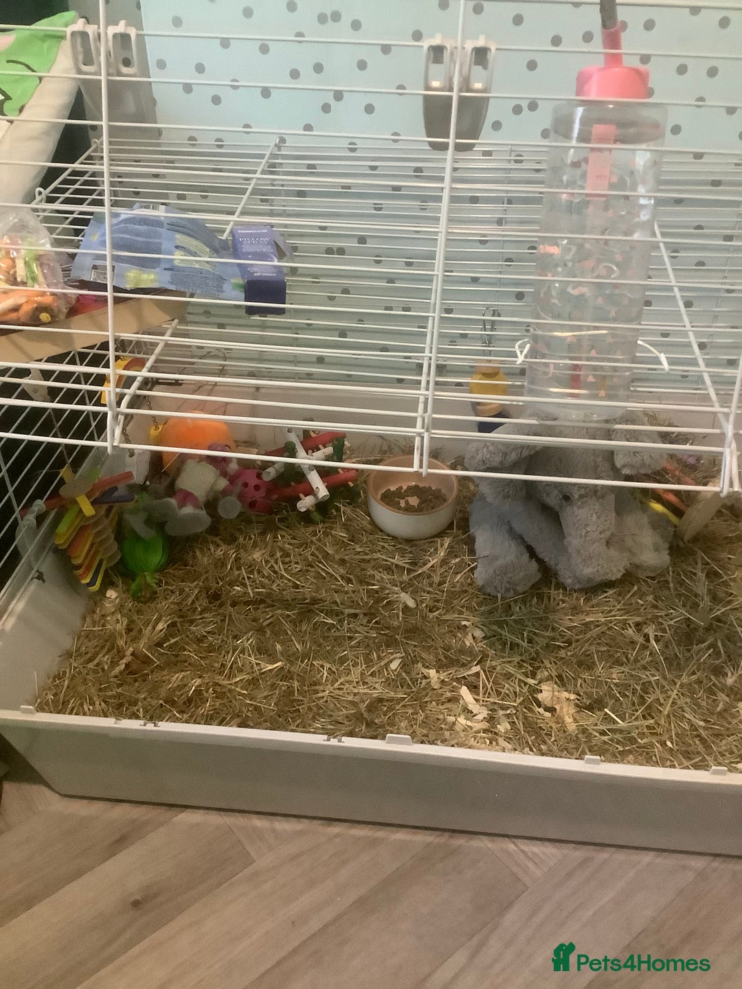 Guinea Pig rodents for sale: One female Guinea pig for sale - Image 6