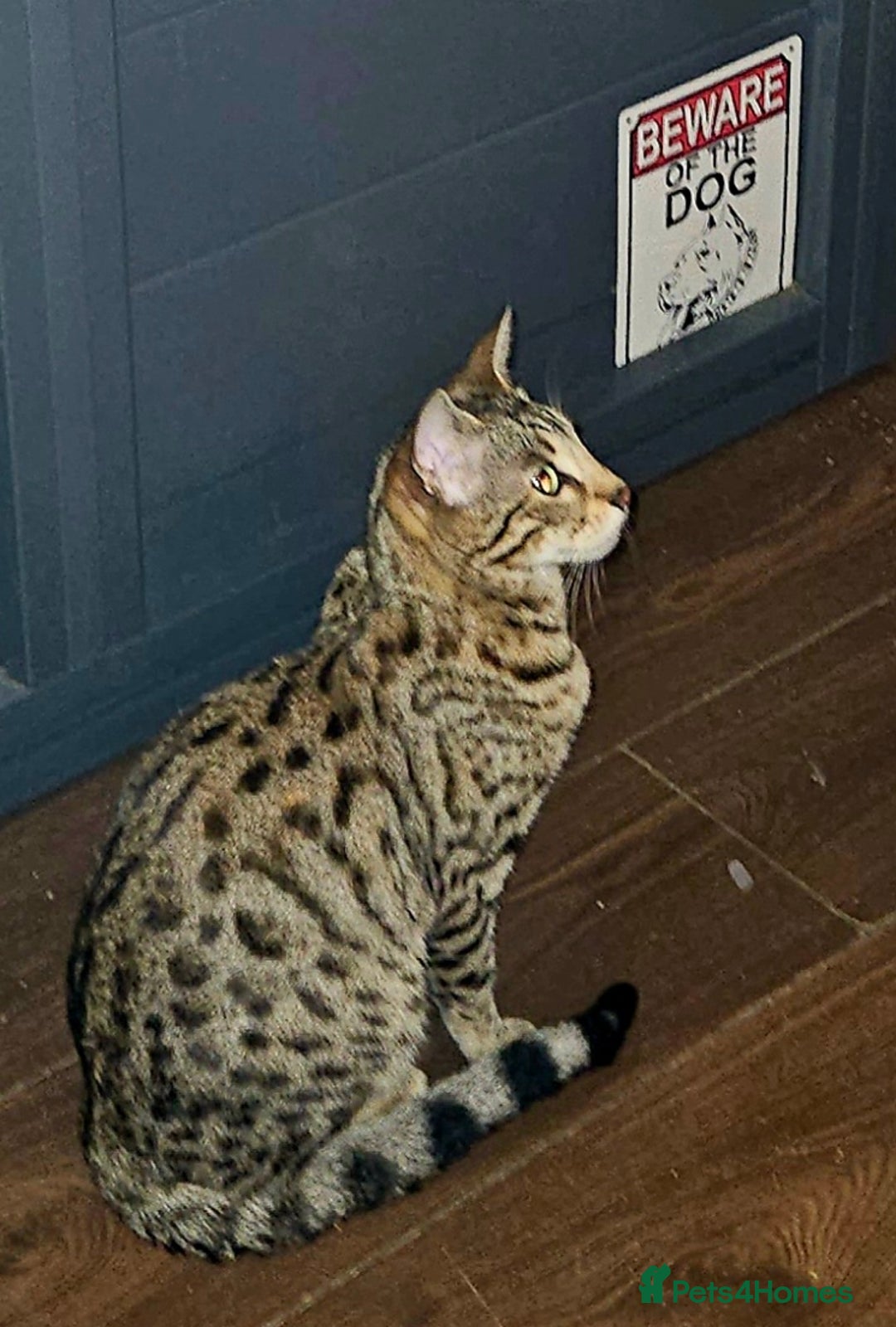 Bengal cats for sale: Bengal kittens  - Advert 24