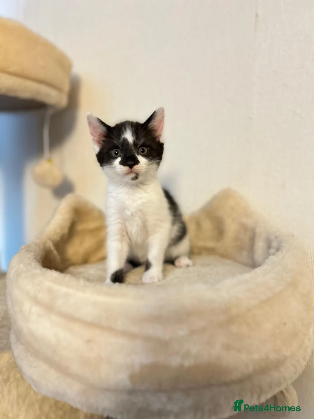 Mixed Breed cats for sale: 5 Beautiful Female Kittens - Advert 2