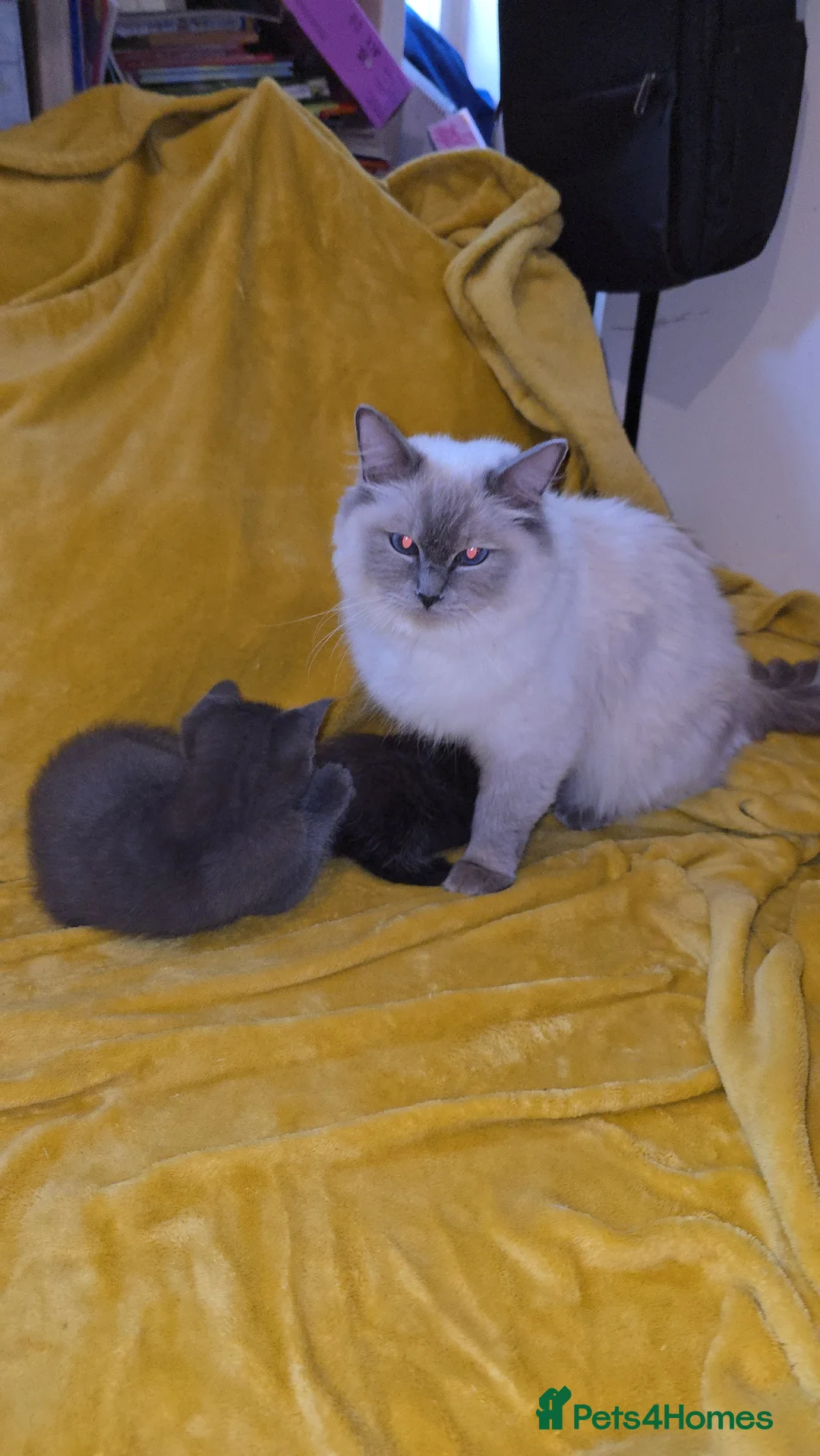 Mixed Breed cats for sale: Lovely half ragdoll kittens - Advert 2