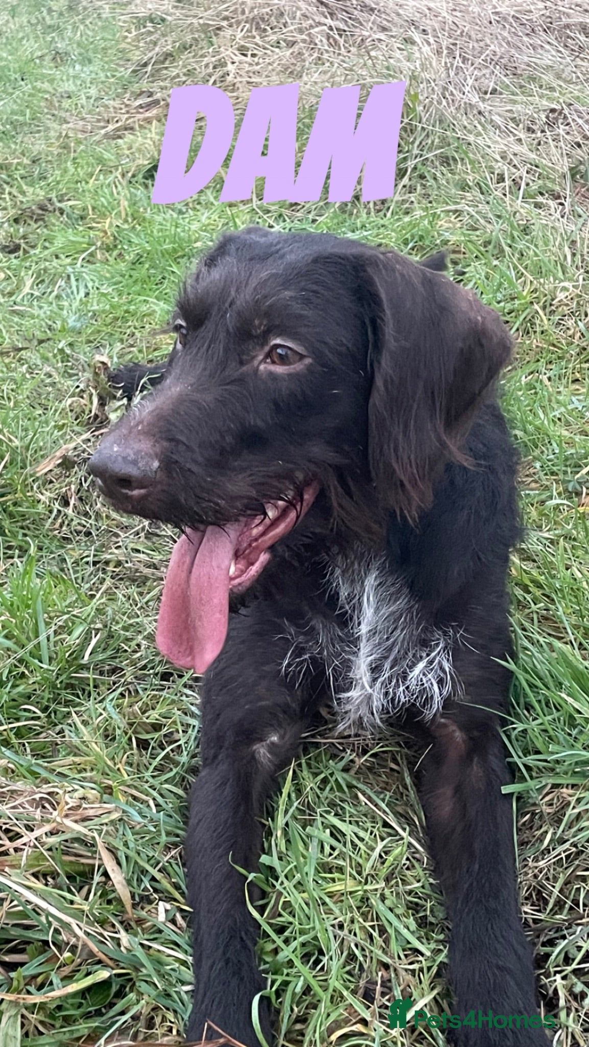 Mixed Breed dogs German wired pointer cross Deerhound - Advert 1