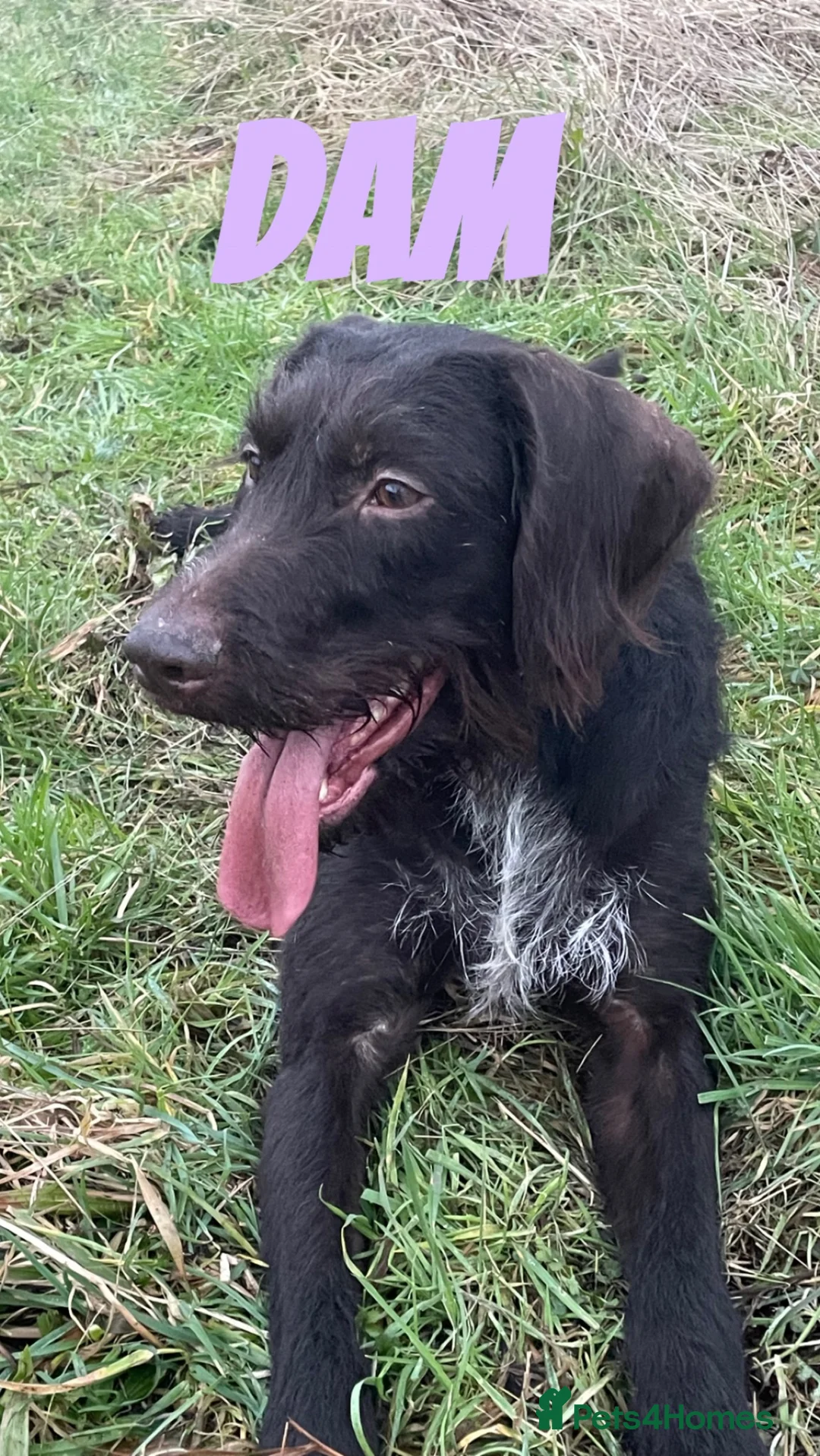 Mixed Breed dogs for sale: German wired pointer cross Deerhound in Houghton le Spring - Advert 1