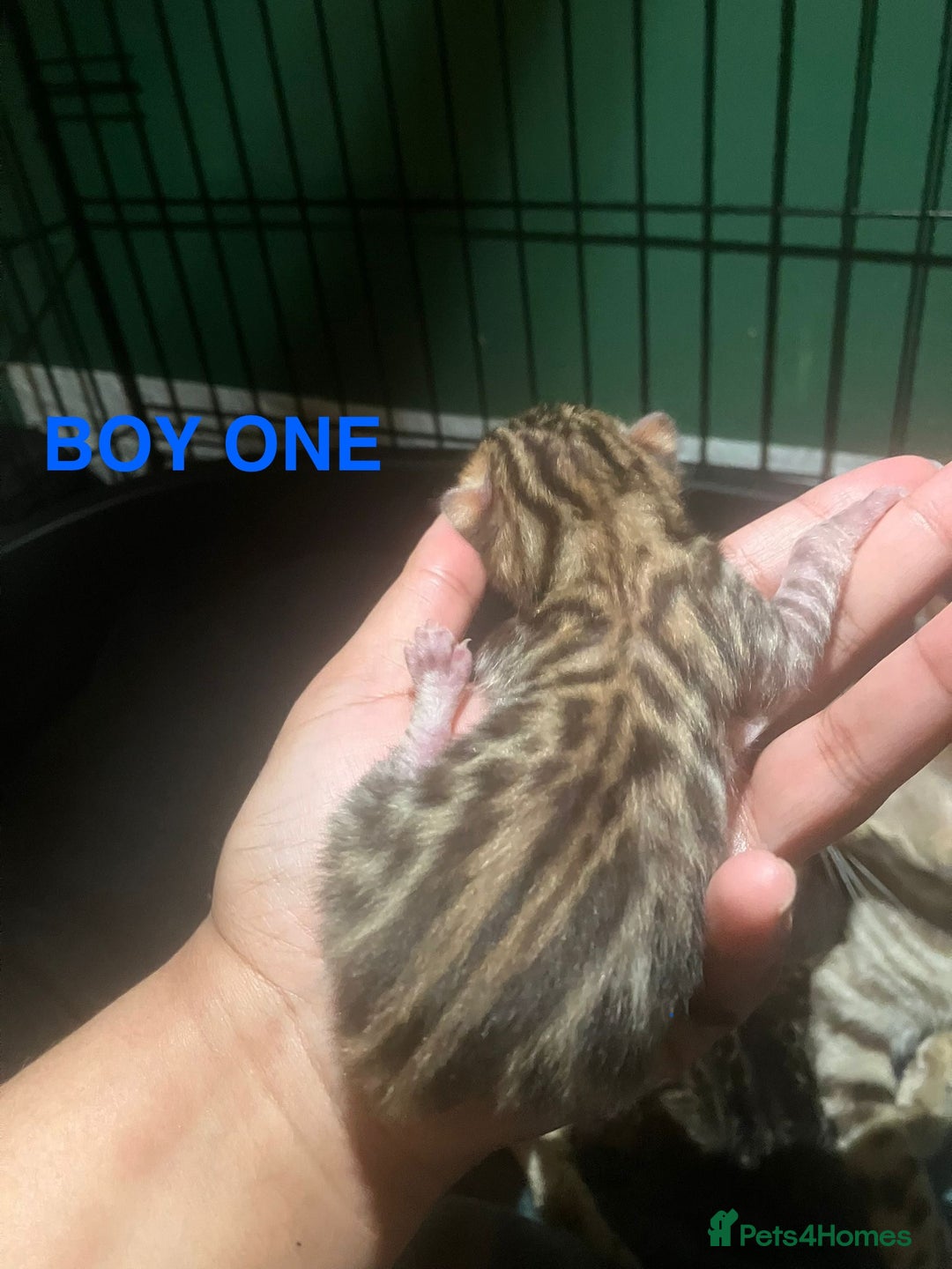 Bengal cats for sale: Pedigree Bengal Kittens  **  - Advert 4