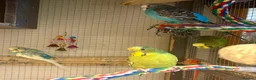 Budgerigars birds for sale: Young Budgies for sale - Advert 22