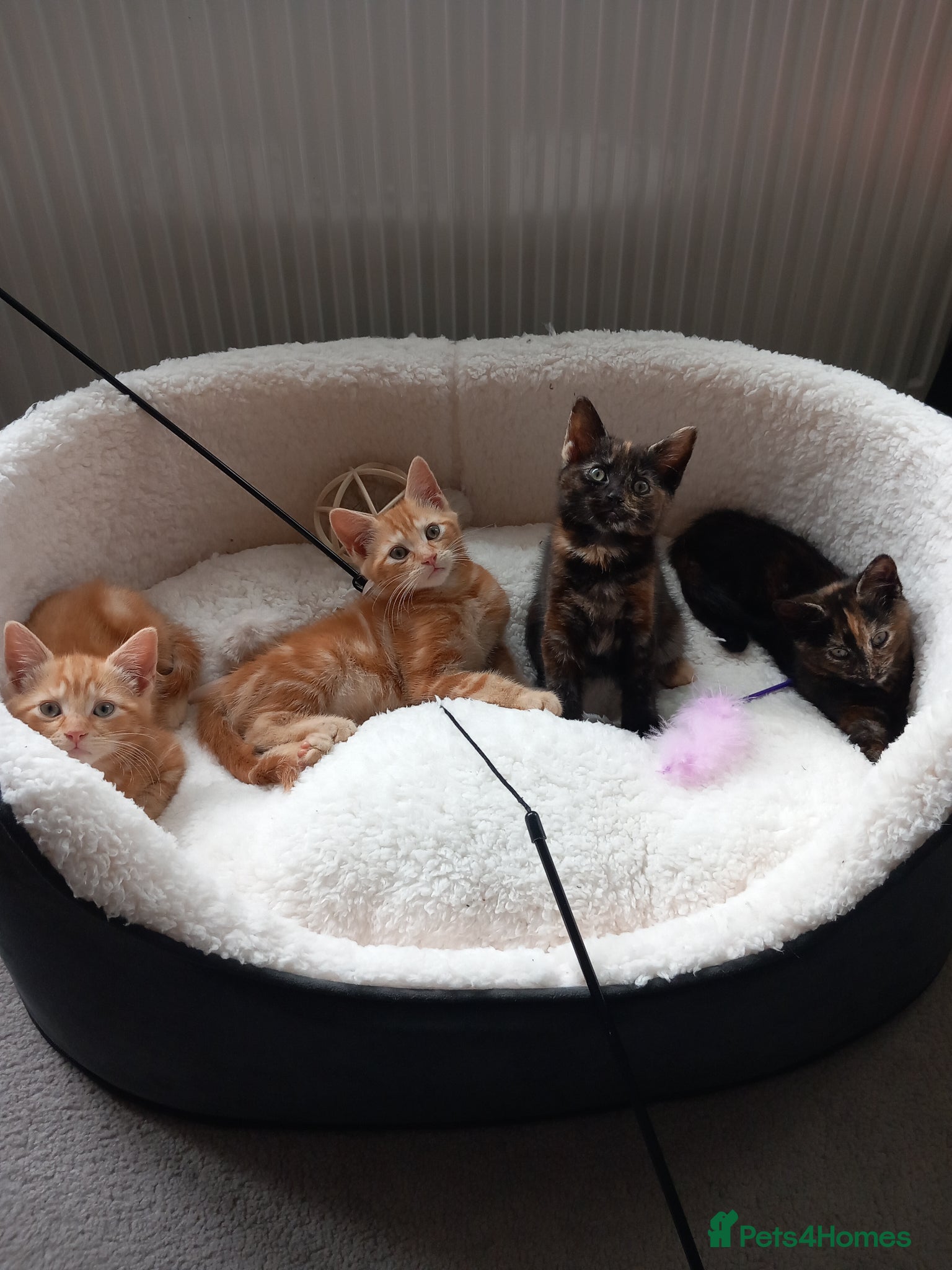 Mixed Breed cats Goldie and Meg have had their gorgeous kittens - Advert 5
