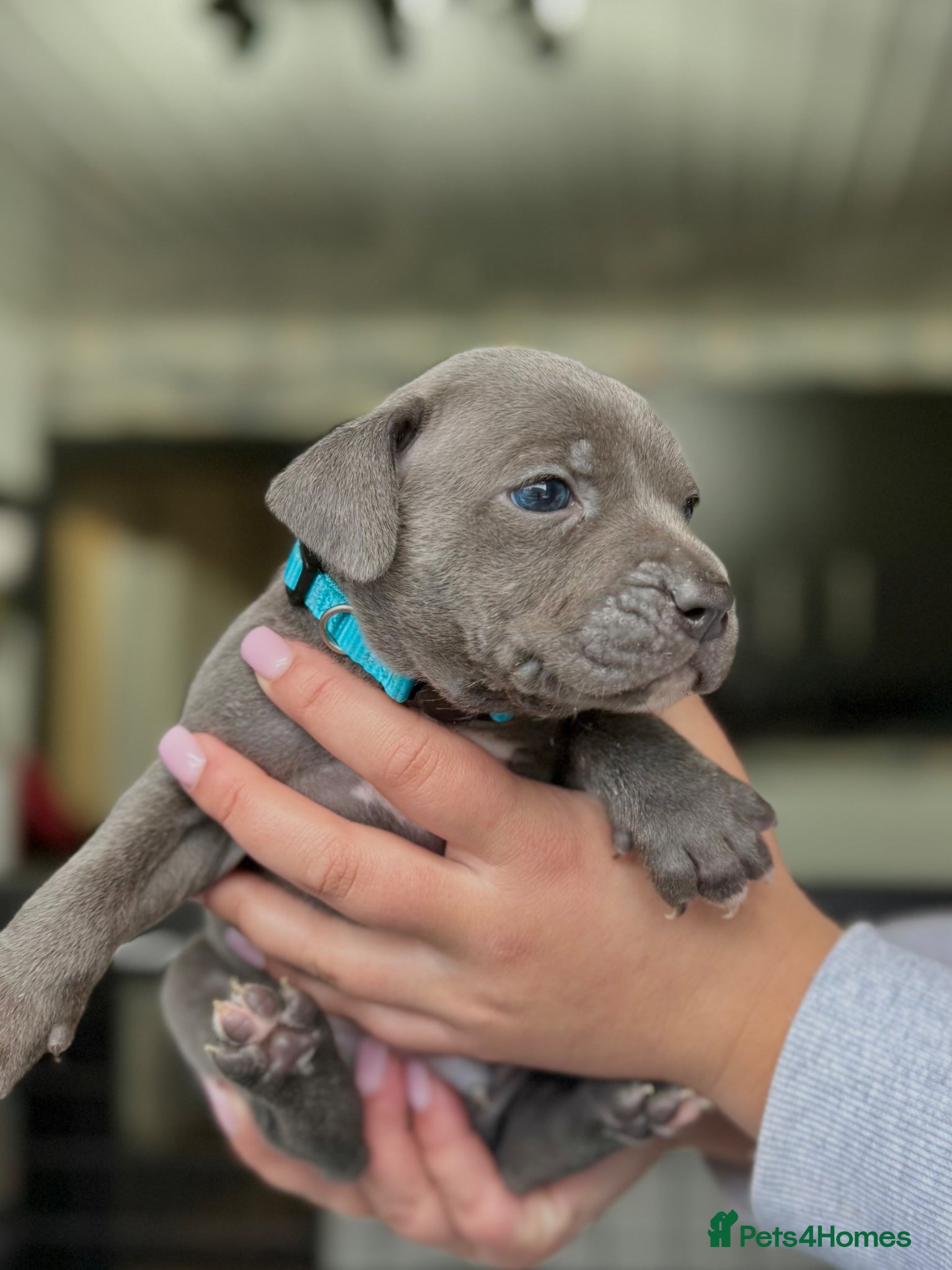 Staffordshire Bull Terrier dogs for sale: Blue Staffordshire Bull Terrier Champion Pups  - Advert 1