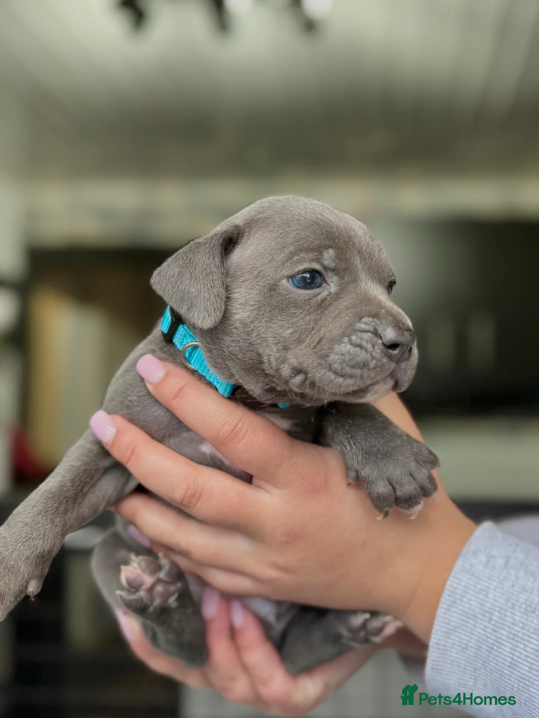 Staffordshire Bull Terrier dogs for sale: Blue Staffordshire Bull Terrier Champion Pups  - Advert 1