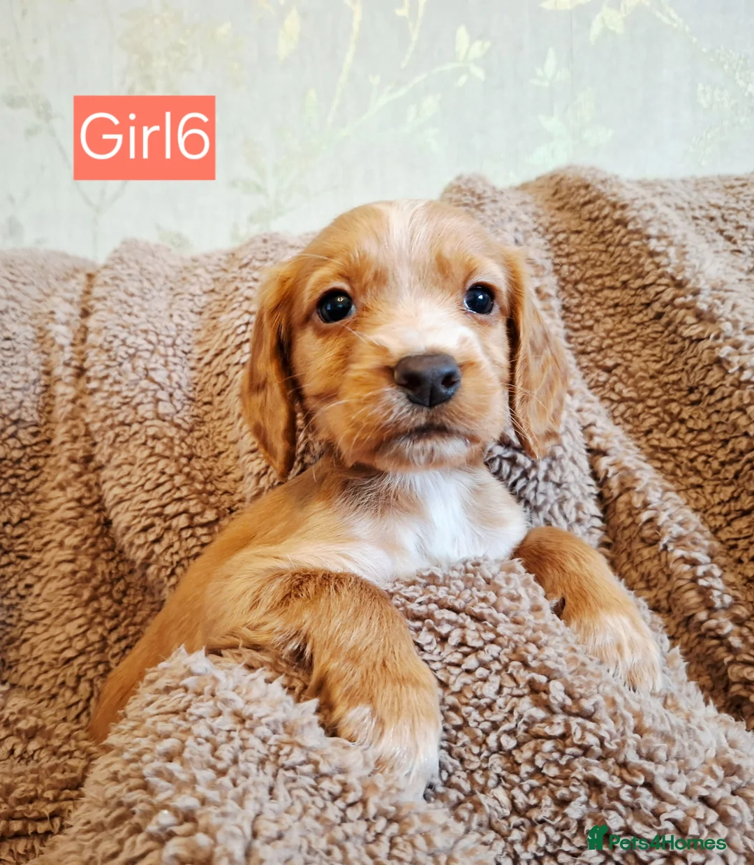 Cocker Spaniel dogs for sale: Beautiful litter of 7 Pedigree Cocker Spaniels in Doncaster - Advert 2
