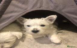 West Highland Terrier dogs for sale: Beautiful west highland puppies for sale - Image 25