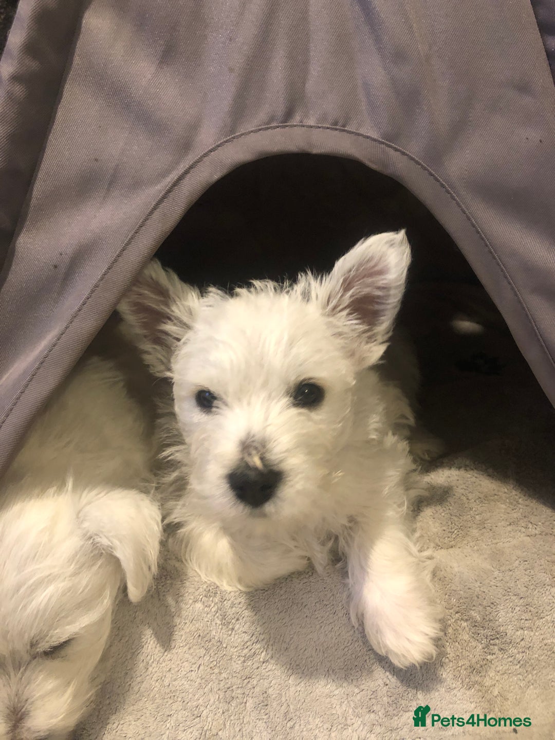 West Highland Terrier dogs for sale: Beautiful west highland puppies for sale - Image 25