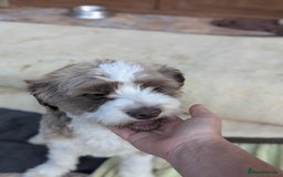 Mixed Breed dogs for adoption: August is looking for a home - Image 15
