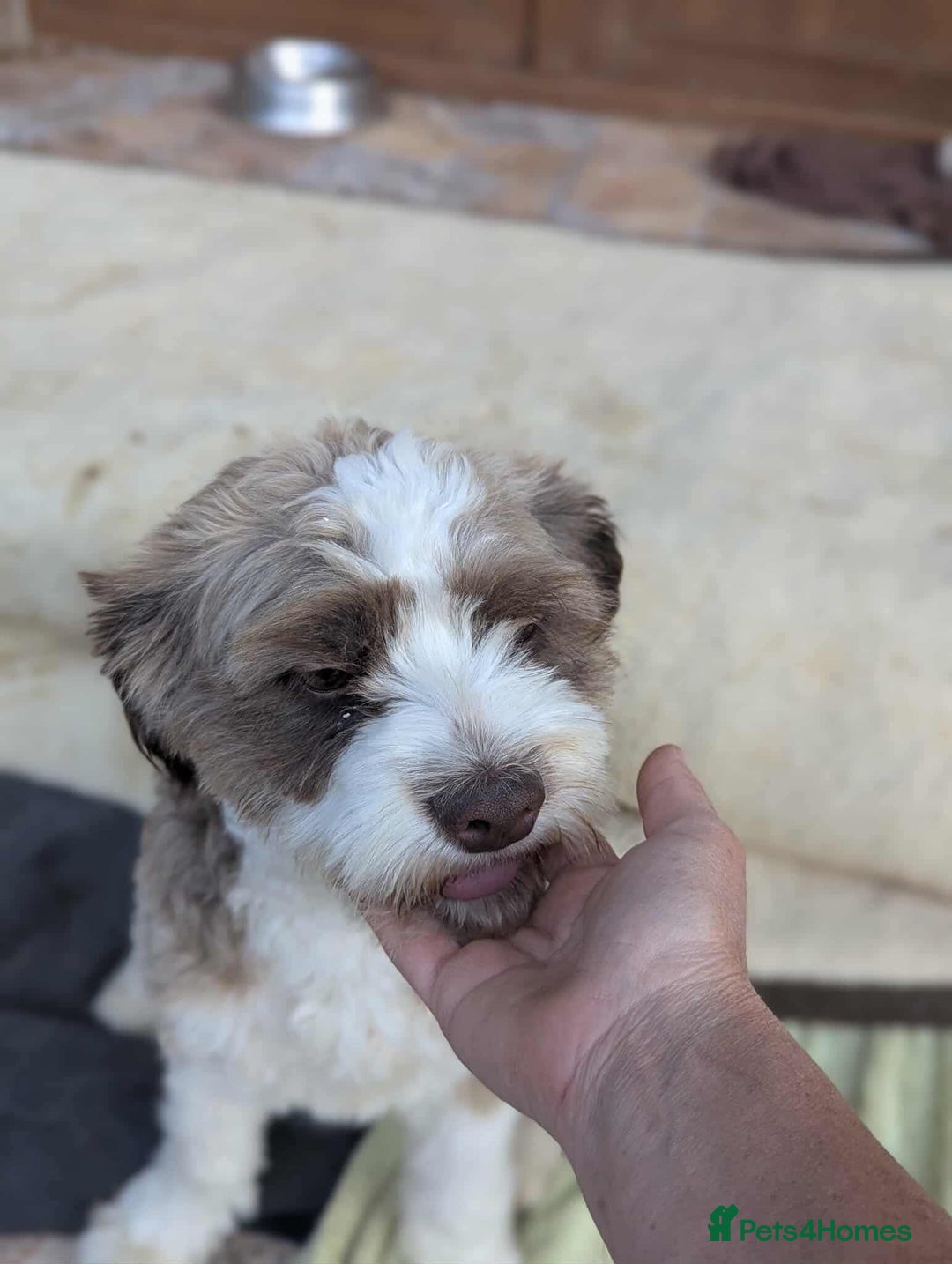 Mixed Breed dogs for adoption: August is looking for a home - Image 15