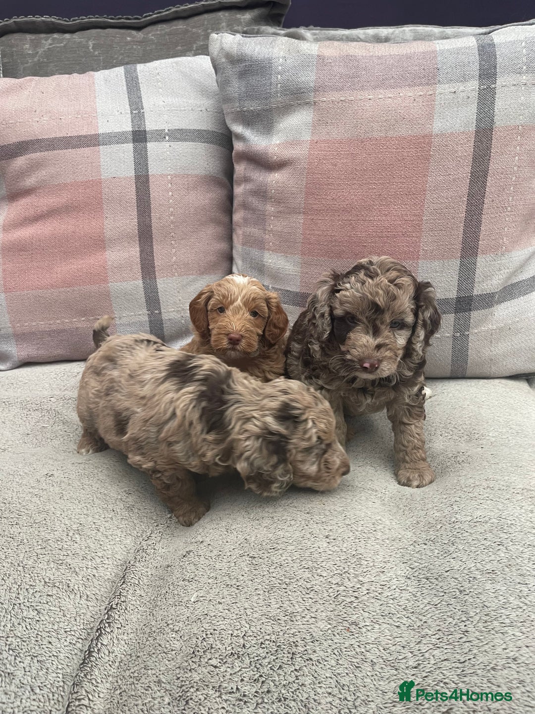 Cockapoo dogs for sale: f1b toy  stunning cockerpoos  - Image 5