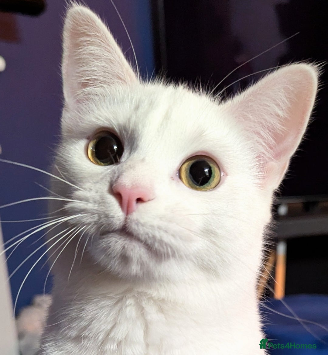 Domestic Shorthair cats for sale: Heartbreaking Rehome-18 month old Pure White Cat x - Image 20