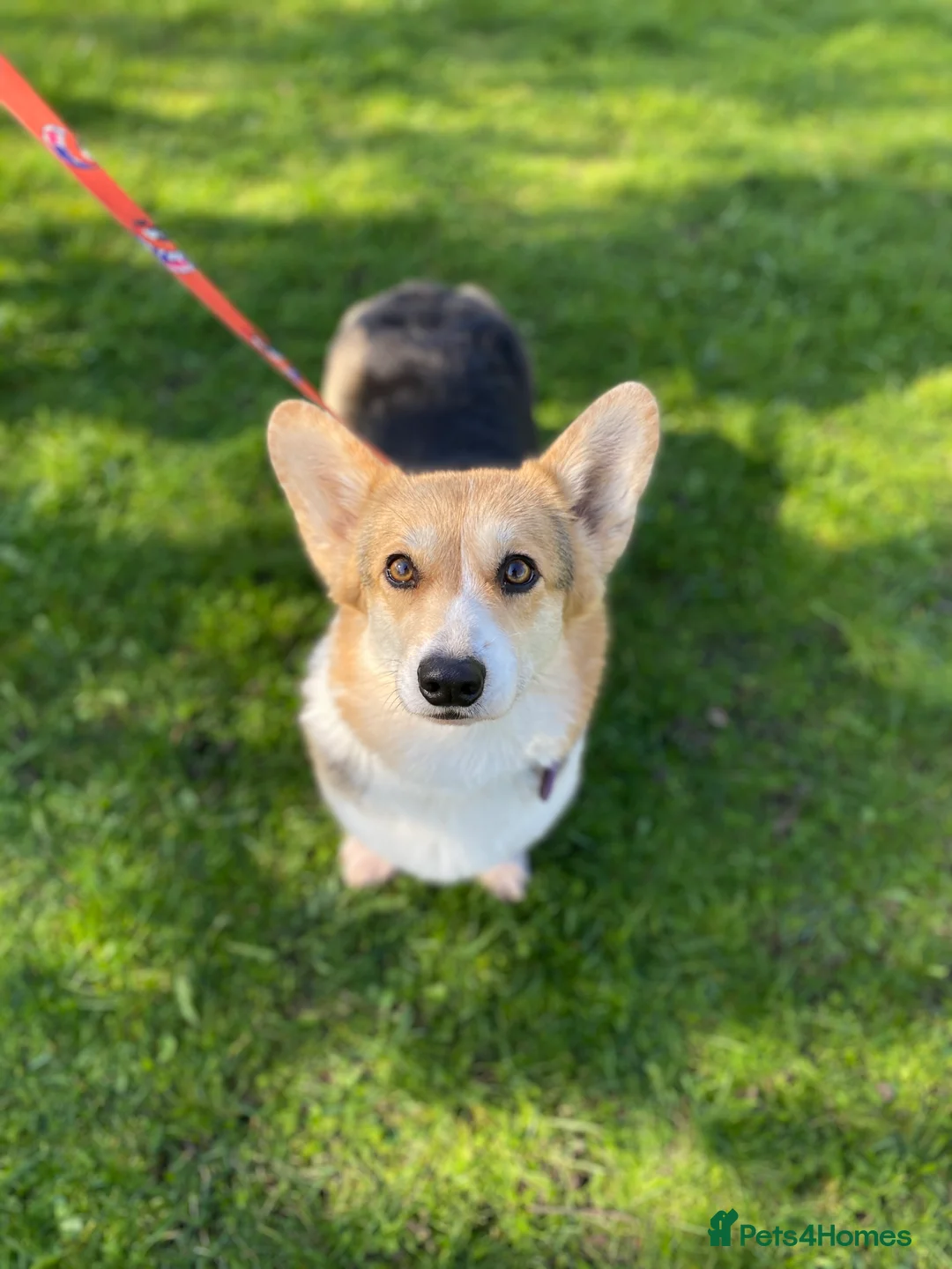 Welsh Corgi Pembroke dogs for sale: Welsh Corgi (Pembroke) - Advert 2