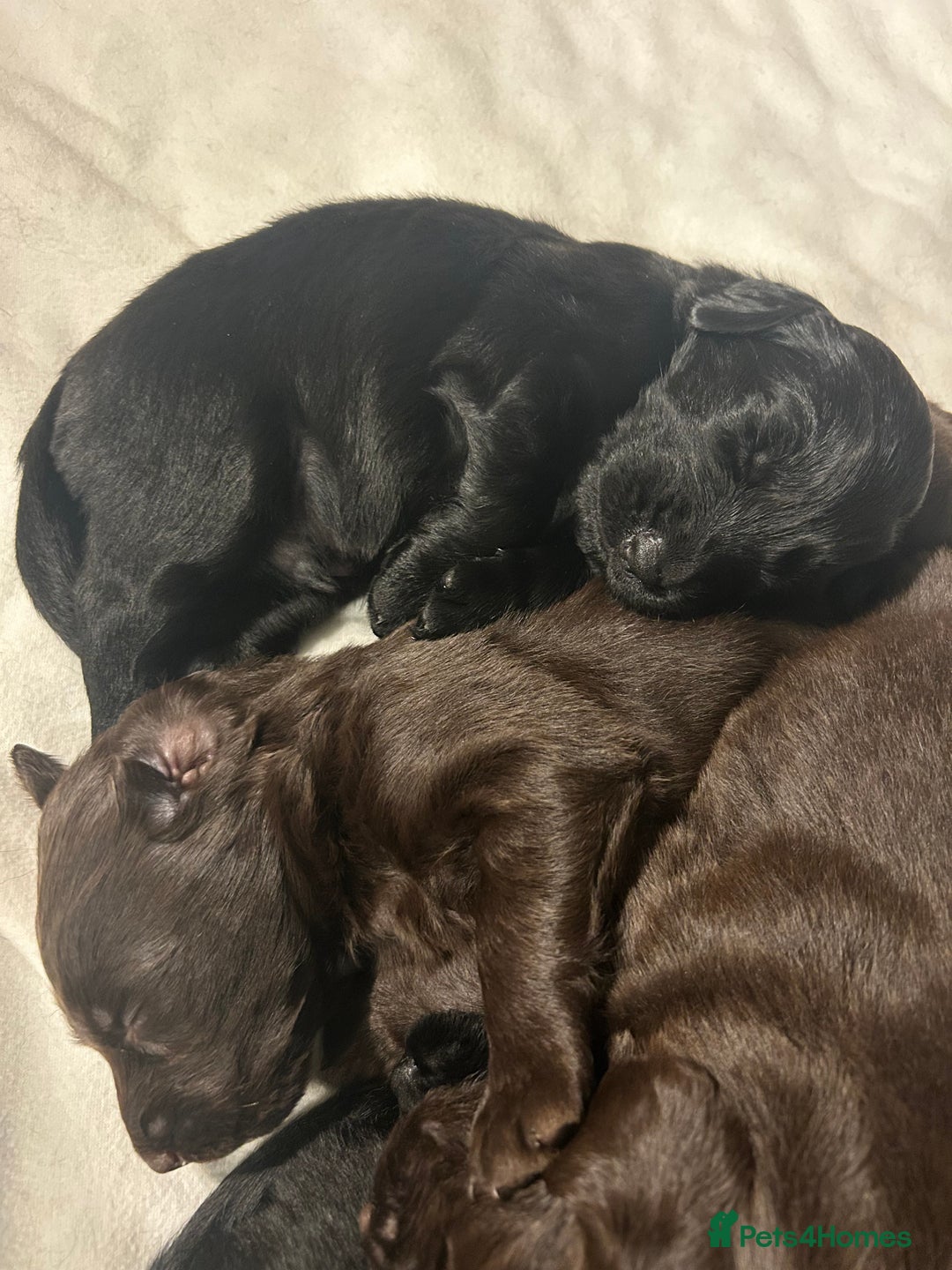 Flat coated Retriever dogs for sale: Beautiful black & liver flatcoated retrievers - Image 2