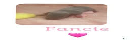 Rat rodents for sale: Baby Dumbo Rats  - Advert 3