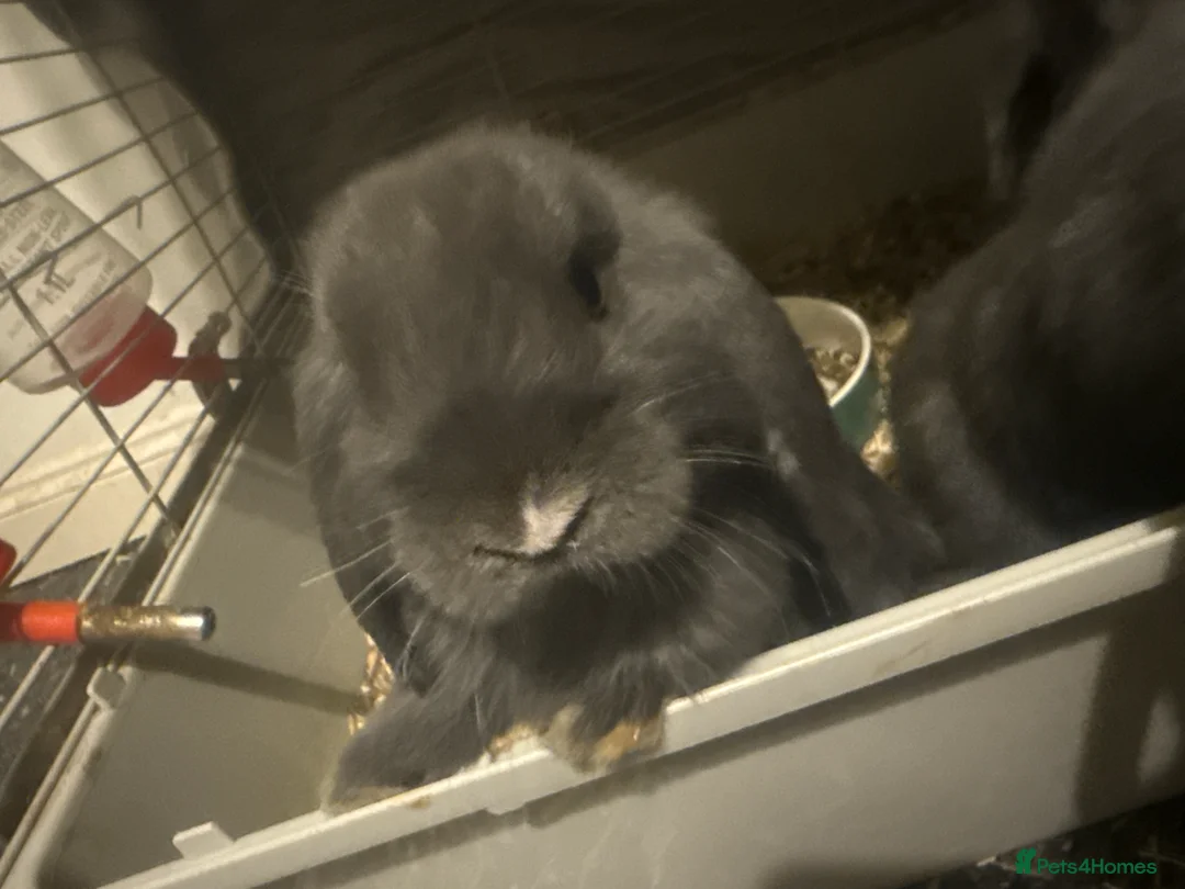 Mini Lop rabbits for sale: Mini lop rabbits  - Advert 3