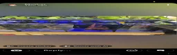 Bettas fish for sale: Aqua 1 trio betta tank  - Advert 2