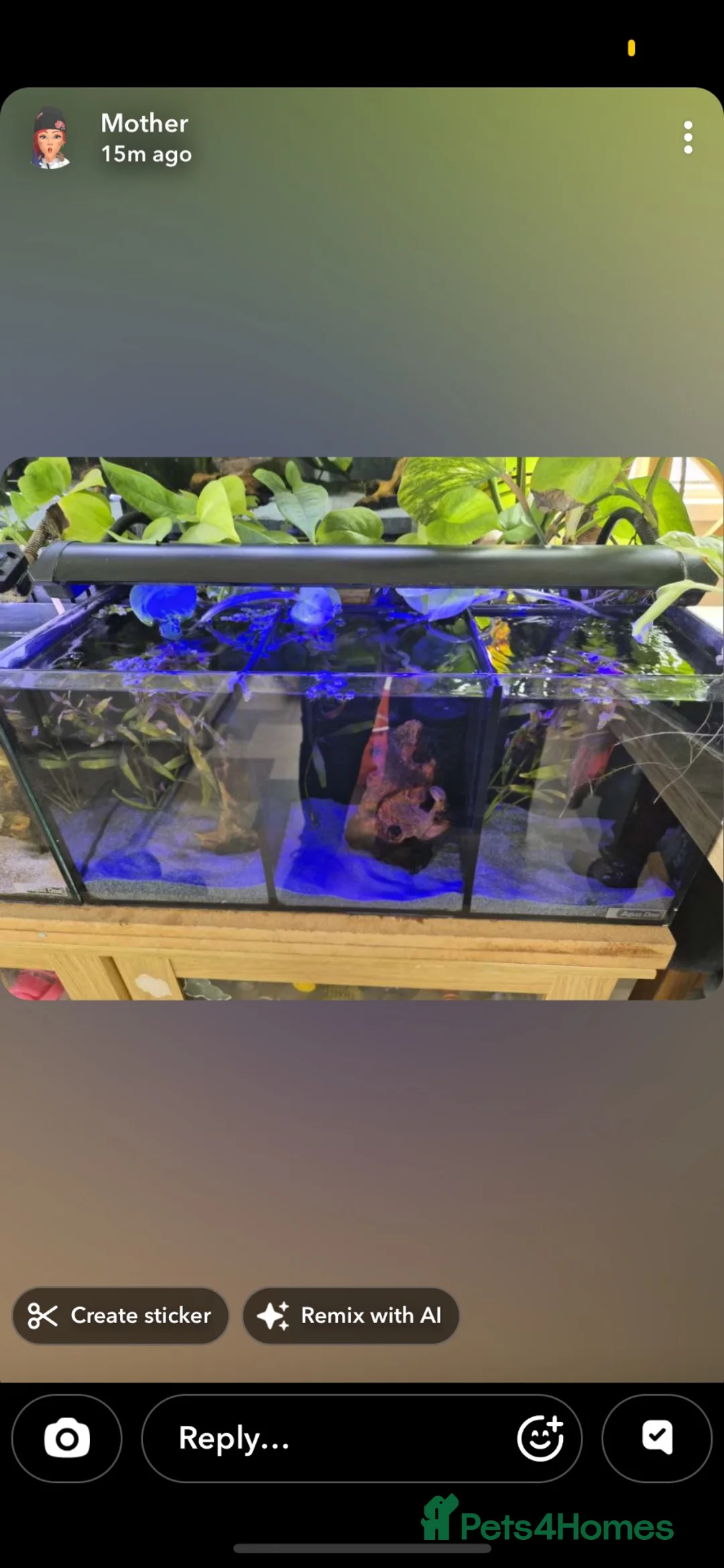 Bettas fish for sale: Aqua 1 trio betta tank  - Advert 2
