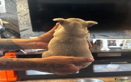 French Bulldog dogs for sale: 2 x French Bulldog Puppies (1 Boy & 1 Girl) - Image 9