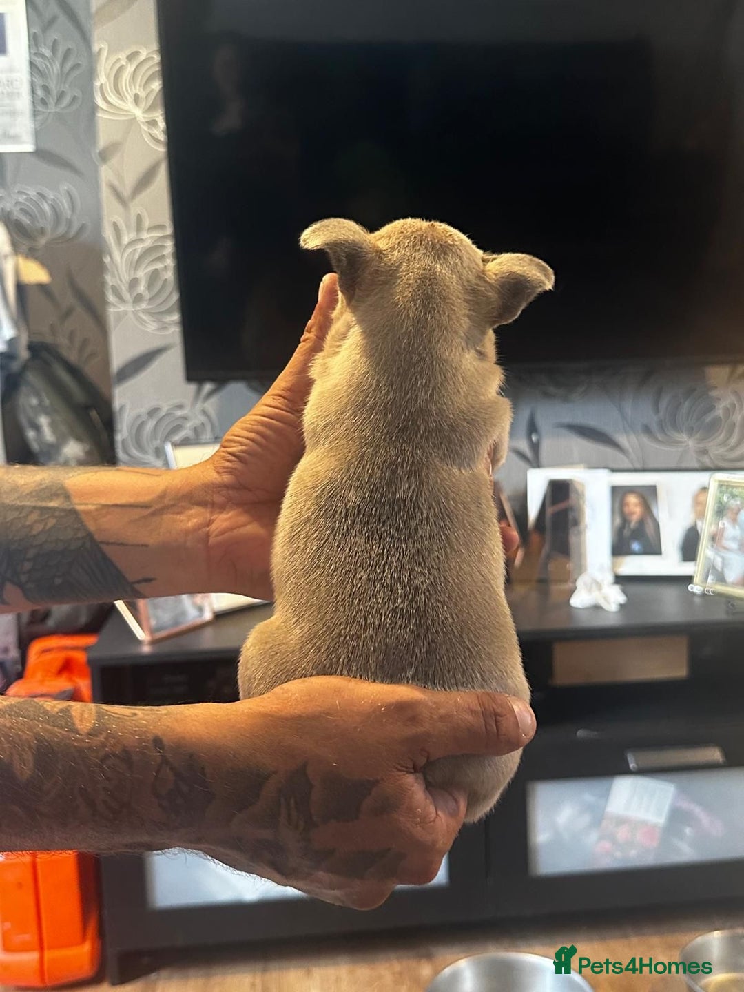 French Bulldog dogs for sale: 2 x French Bulldog Puppies (1 Boy & 1 Girl) - Image 9