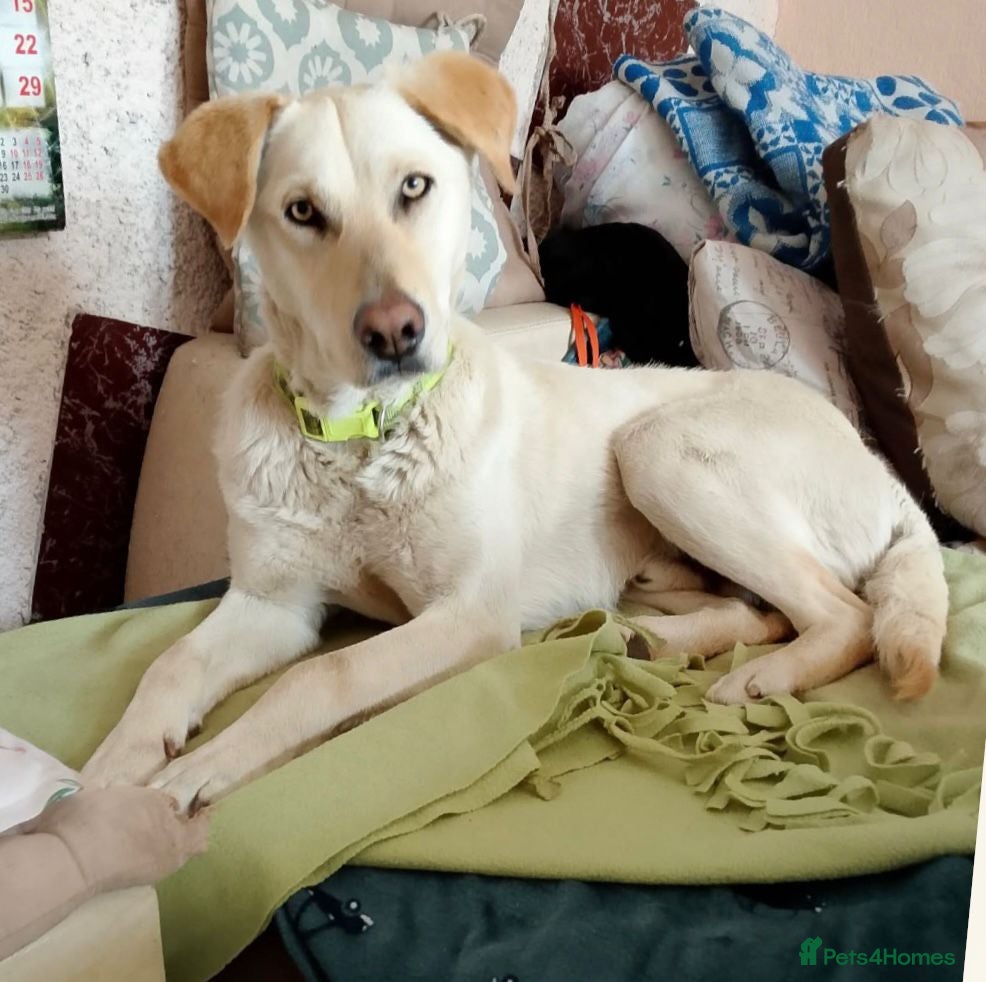 Mixed Breed dogs Looking for his new home and loving people - Advert 2