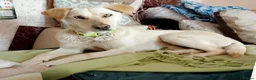 Mixed Breed dogs for sale: Looking for his new home and loving people in Banstead - Advert 2
