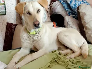 Mixed Breed dogs Looking for his new home and loving people - Advert 6