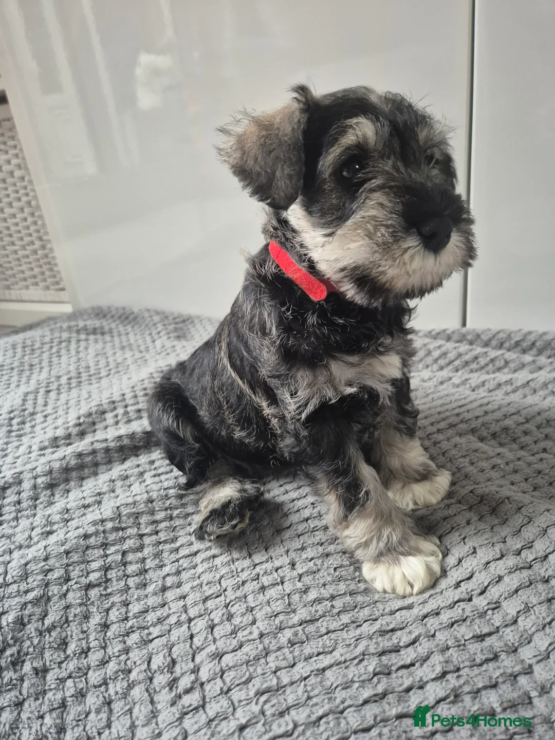 Miniature Schnauzer dogs for sale: KC Registered Miniature Schnauzer Puppies - Advert 24