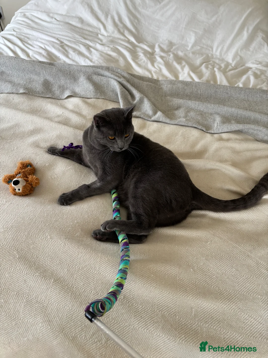 Chartreux cats for sale: Adorable friendly Chartreux highly intelligent  - Advert 5