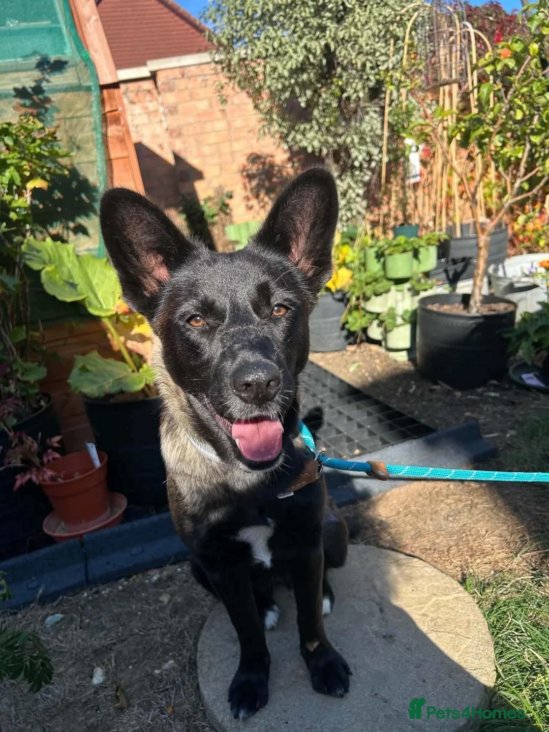 Mixed Breed dogs for adoption: ATHENA -clever/loving/happy/loves dogs/playful  in Abingdon - Advert 2