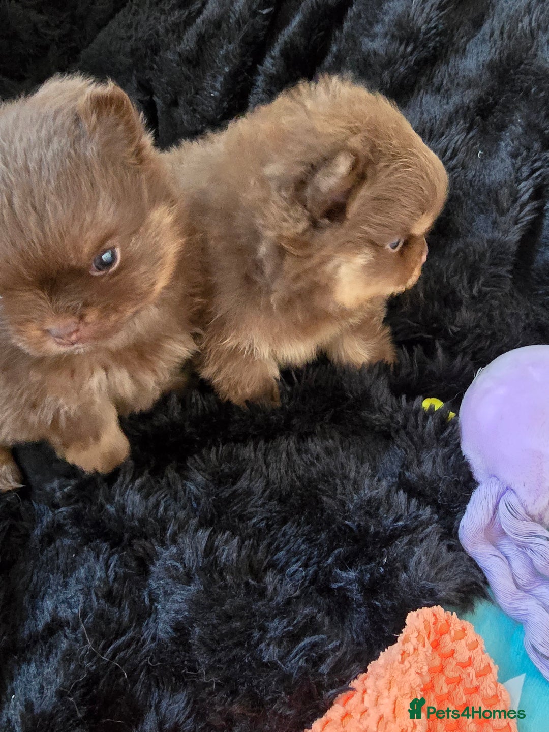 Pomeranian dogs for sale: Pomeranian puppies  - Advert 2