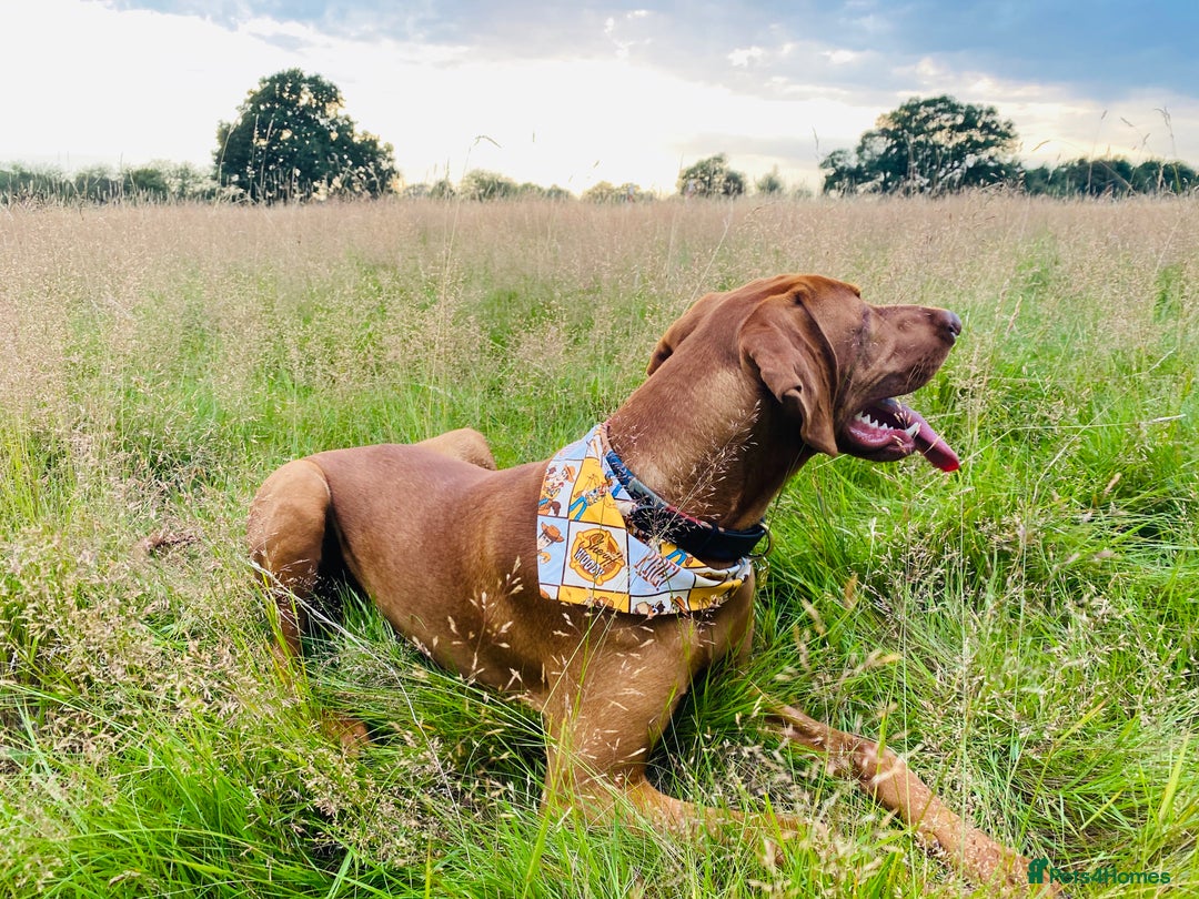 Hungarian Vizsla dogs for stud: Proven KC Registered Hungarian Vizsla in Reading - Advert 14