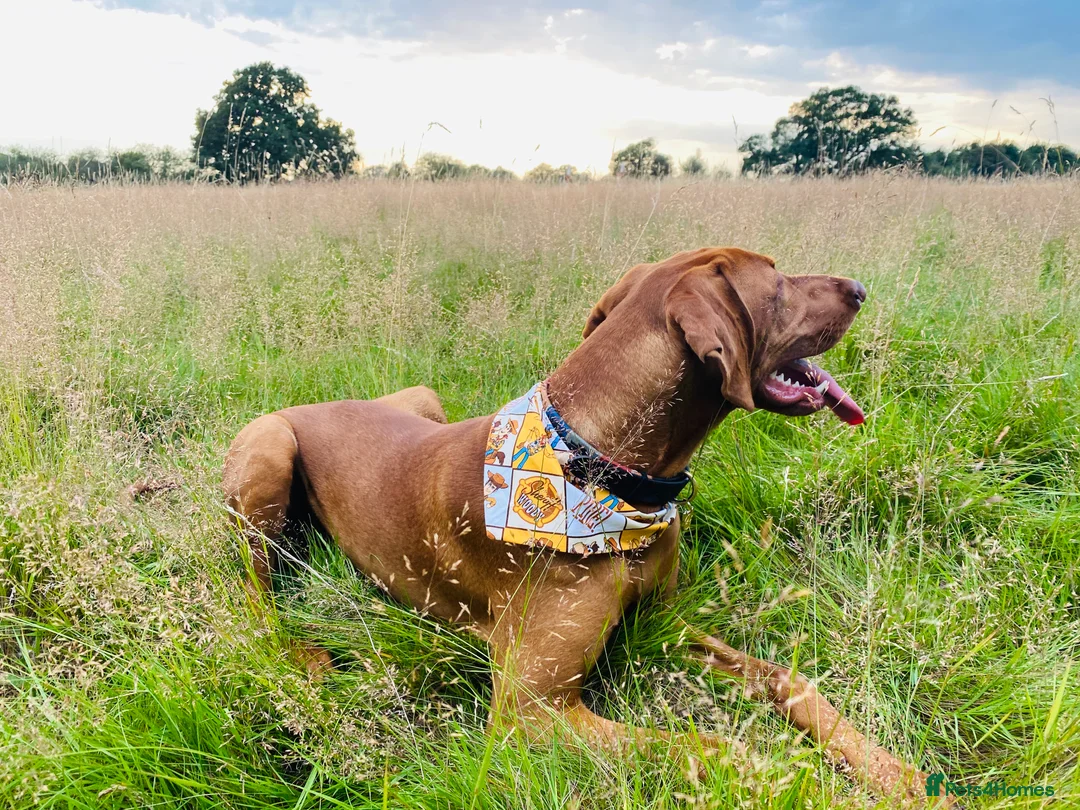 Hungarian Vizsla dogs for stud: Proven KC Registered Hungarian Vizsla in Reading - Advert 14