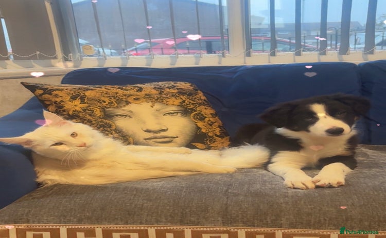 Border Collie dogs Border collie female  - Advert 4