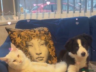 Border Collie dogs Border collie female - Advert 1