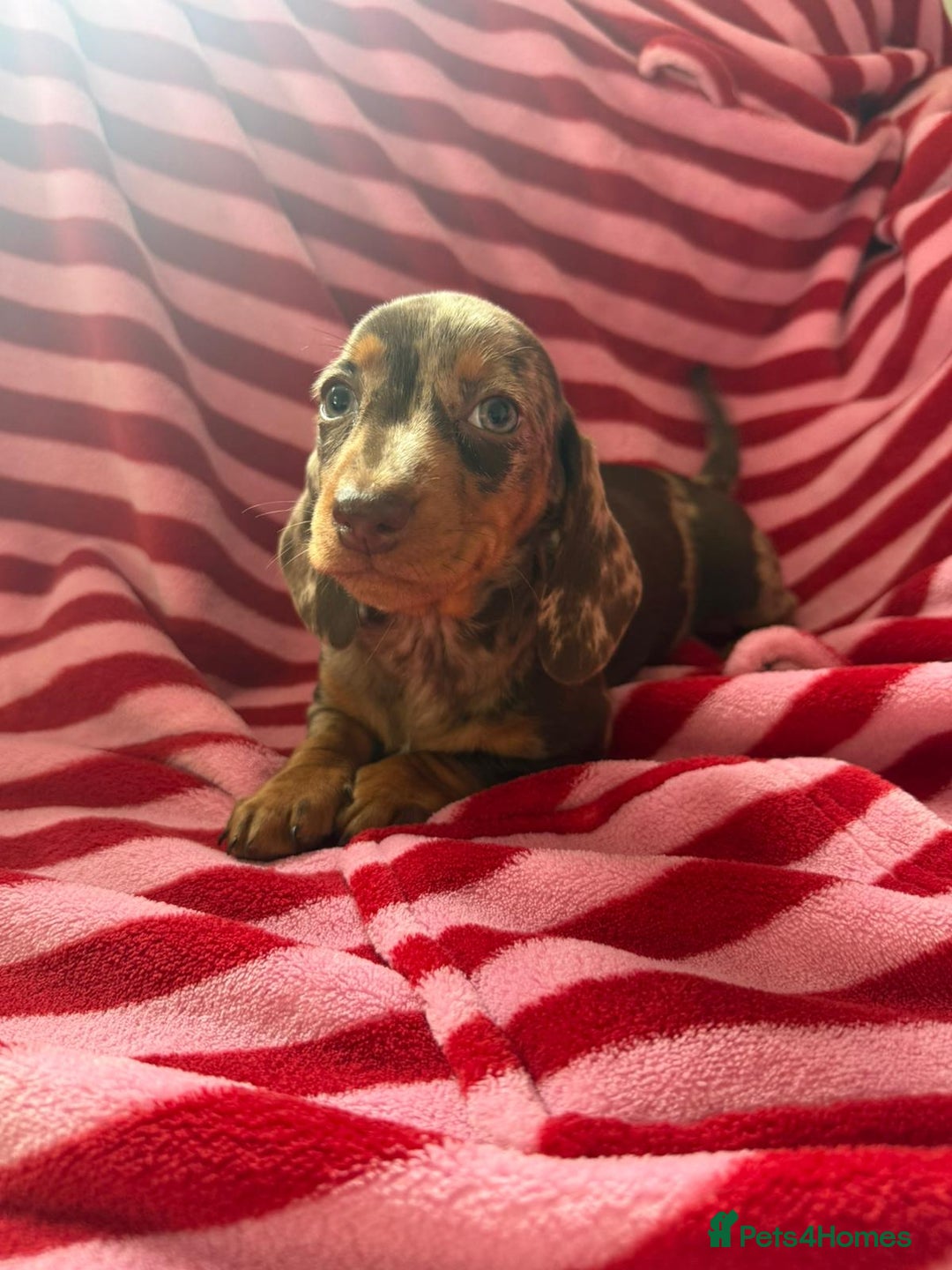 Miniature Dachshund dogs for sale: Miniature dachshund  - Image 3